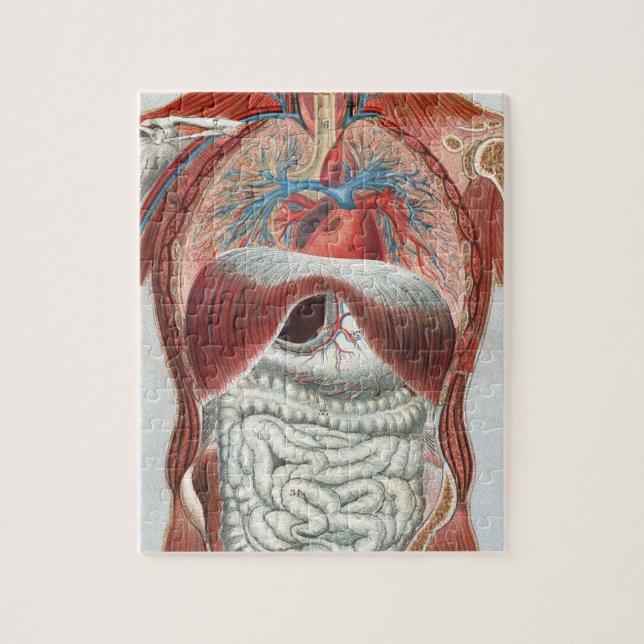 Anatomy of the Human Body Jigsaw Puzzle (Vertical)