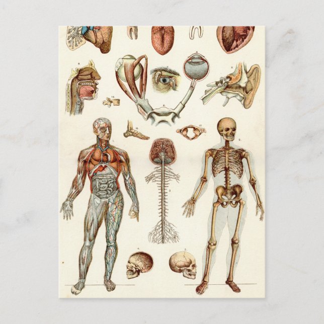 Anatomy of The Human Body Postcard (Front)