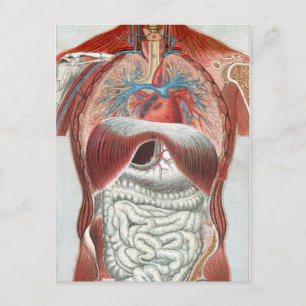 Anatomy of the Human Body Postcard