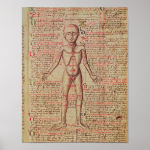 Anatomy of the human body poster