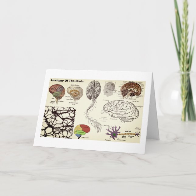 Anatomy of the Human Brain Card (Front)