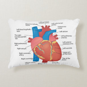 Anatomy of the human heart decorative cushion