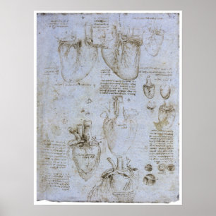 Anatomy of the Human Heart, Leonardo da Vinci Poster