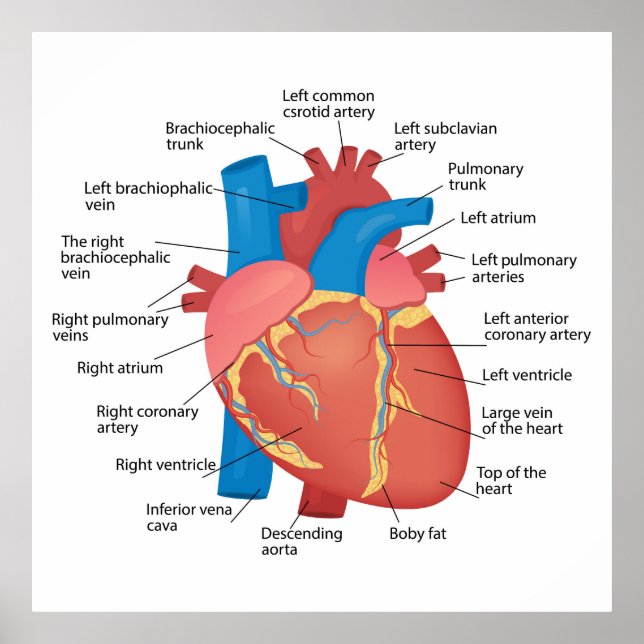 Anatomy of the human heart poster (Front)