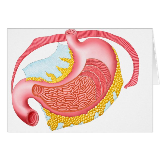 Anatomy Of The Human Stomach (Front Horizontal)