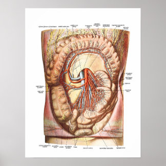 Anatomy of the Large Intestine Poster