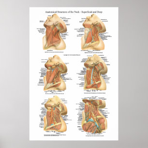 Anatomy of the Neck Chart Superficial & Deep Layer