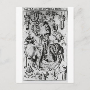 anatomy of  the respiratory system postcard