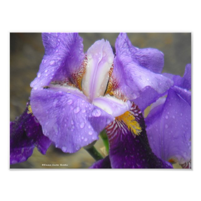 Anatomy of the Tulip Collection IV Photo Print (Front)