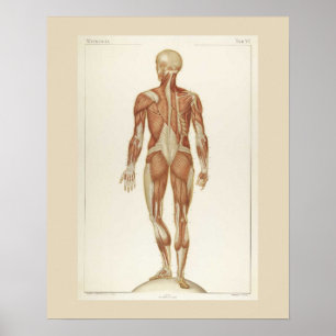 Anatomy Posterior Poster