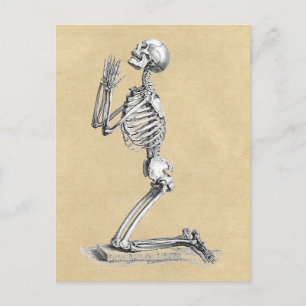 Anatomy Skeleton Illustration Postcard