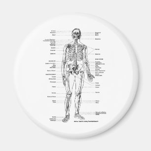 ANATOMY SKELETON T-SHIRTS AND GIFTS MAGNET
