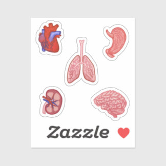 Anatomy sticker set