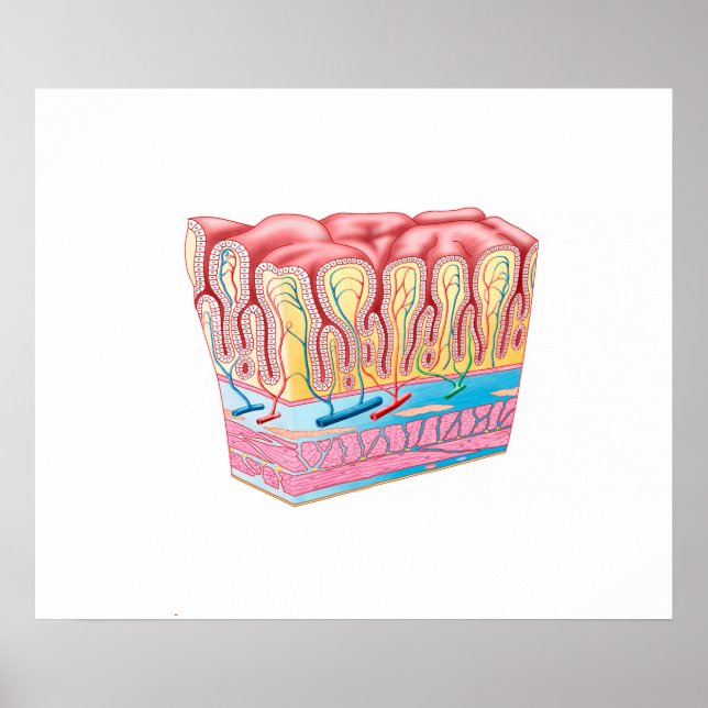 Anatomy Structure And Layers Of The Stomach Wall Poster (Front)