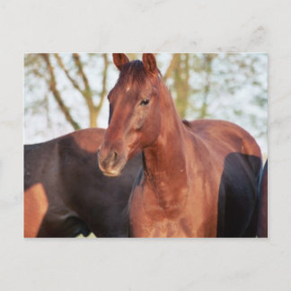 ANB Gotalil Gumption Postcard