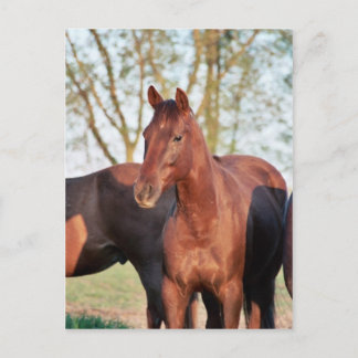 ANB Gotalil Gumption Postcard