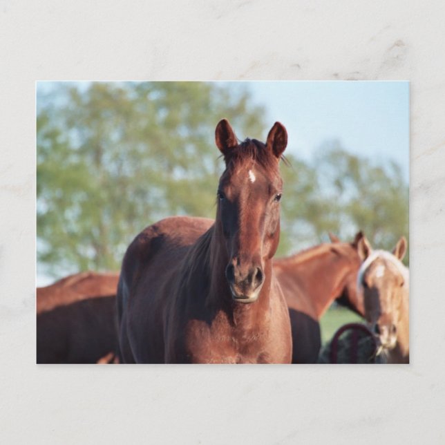 ANB Gotalil Gumption Postcard (Front)