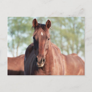 ANB Gottalil Gumption Postcard