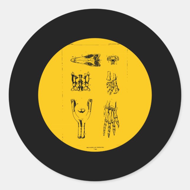 Anchisaurus and Ammosaurus Classic Round Sticker (Front)