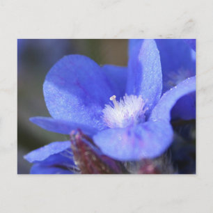 Anchusa Azurea "Dropmore" - postcard