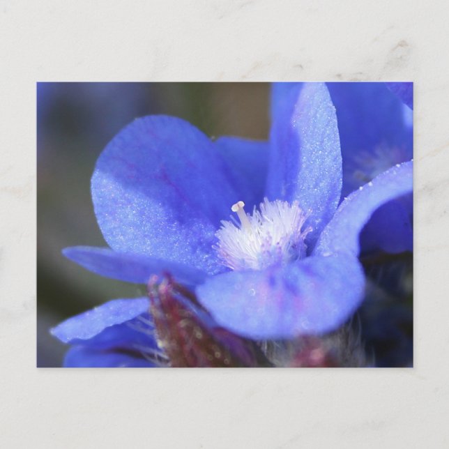 Anchusa Azurea "Dropmore" - postcard (Front)