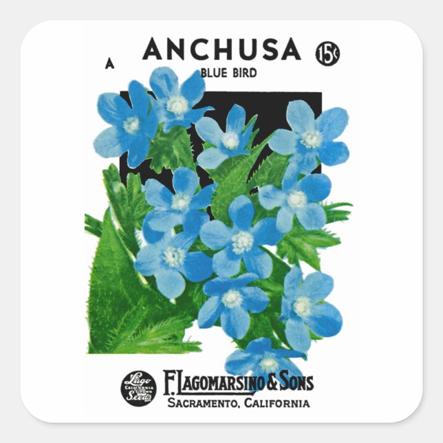 Anchusa Square Sticker (Front)