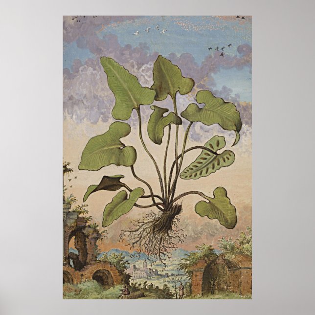 Ancient Botanical Art Hemionite Fern Poster (Front)