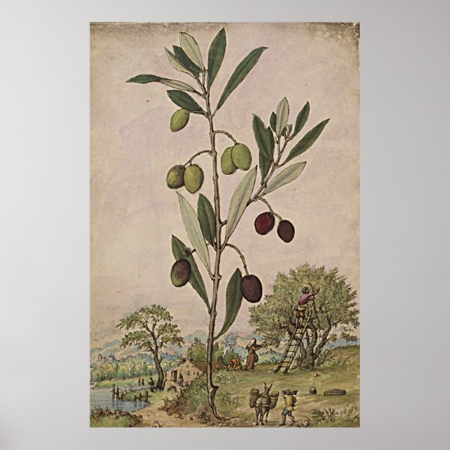 Ancient Botanical Art Olive Tree Poster (Front)