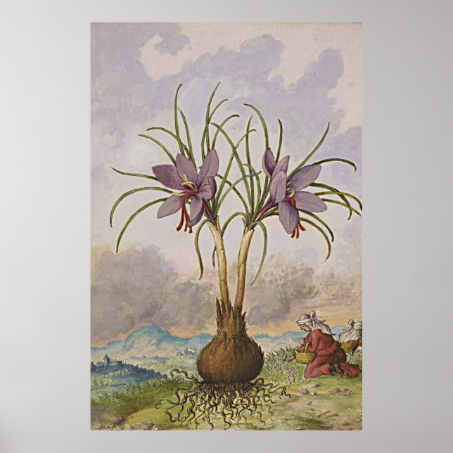 Ancient Botanical Art Saffron Poster (Front)