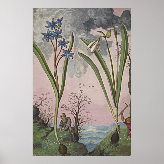 Ancient Botanical Art Snowdrop Poster (Front)