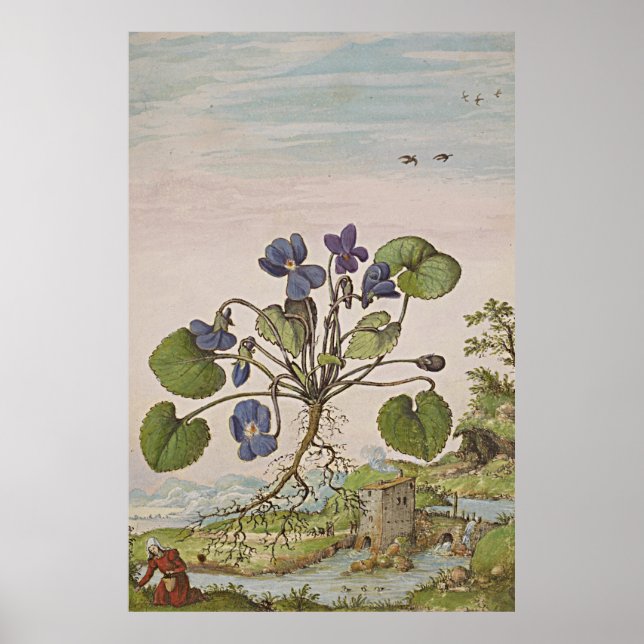 Ancient Botanical Art Viola Poster (Front)