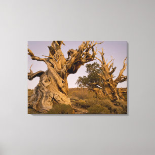 Ancient Bristlecone Forest, White Mountains, CA Canvas Print