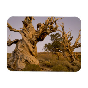 Ancient Bristlecone Forest, White Mountains, CA Magnet