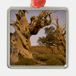 Ancient Bristlecone Forest, White Mountains, CA Metal Tree Decoration