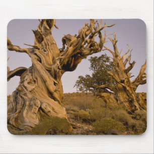 Ancient Bristlecone Forest, White Mountains, CA Mouse Pad