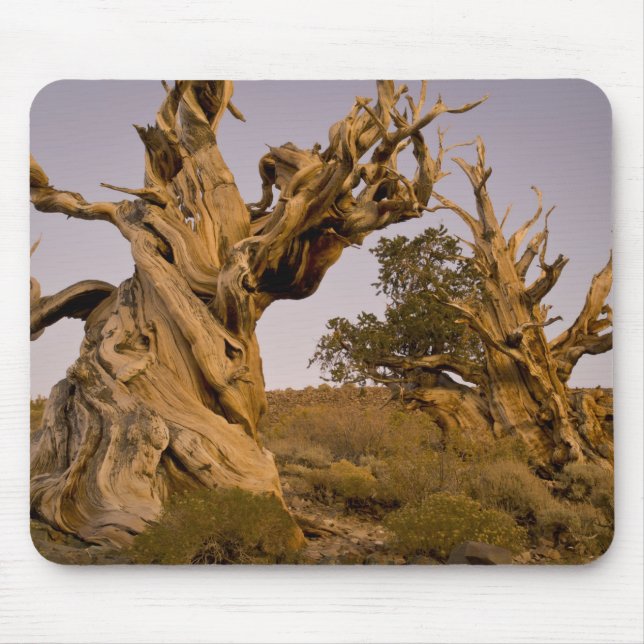 Ancient Bristlecone Forest, White Mountains, CA Mouse Pad (Front)