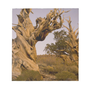 Ancient Bristlecone Forest, White Mountains, CA Notepad