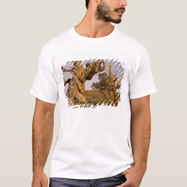 Ancient Bristlecone Forest, White Mountains, CA T-Shirt (Front)