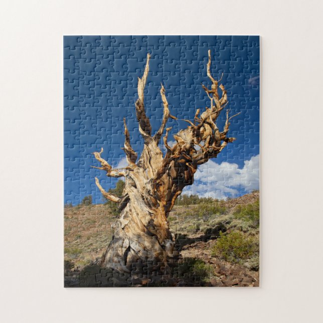 Ancient Bristlecone Jigsaw Puzzle (Vertical)