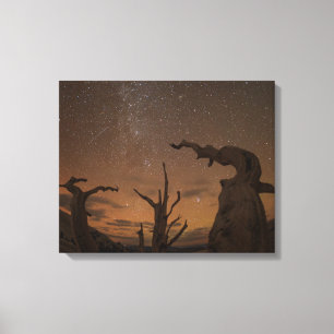 Ancient Bristlecone Pine Forest   California Canvas Print