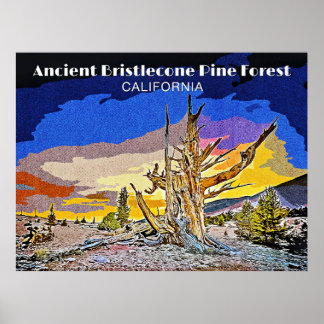 Ancient Bristlecone Pine Forest, California Poster
