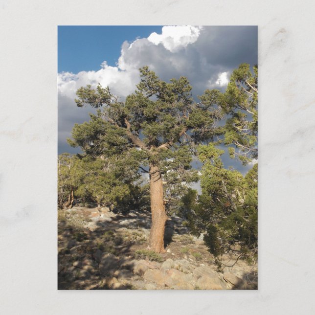 Ancient Bristlecone Pine Forest Postcard (Front)