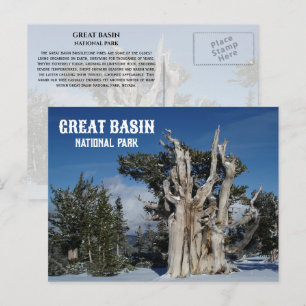 Ancient Bristlecone Pine, Winter, Great Basin NP  Postcard