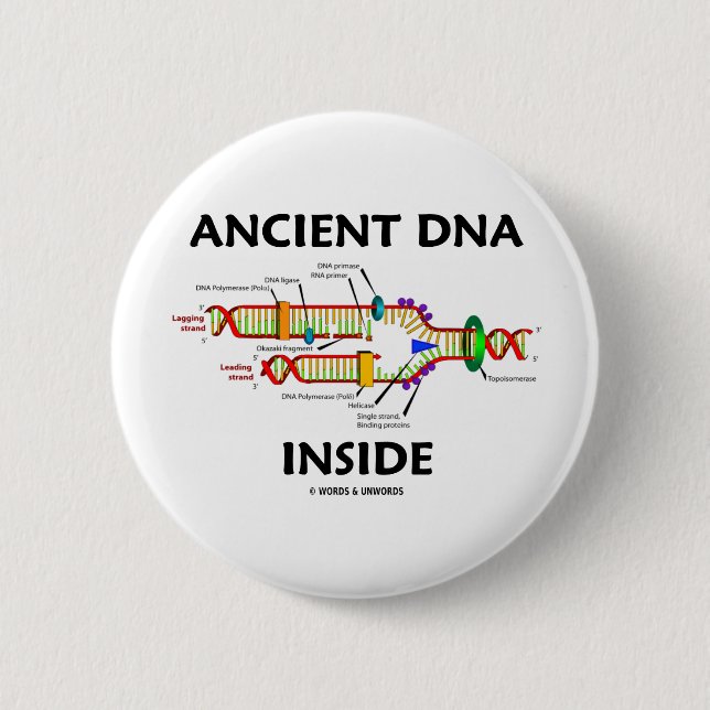Ancient DNA Inside (DNA Replication Humour) 6 Cm Round Badge (Front)