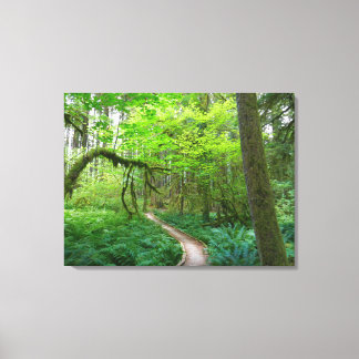 Ancient Groves Trail at Olympic National Park Canvas Print
