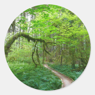 Ancient Groves Trail at Olympic National Park Classic Round Sticker