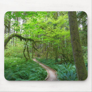 Ancient Groves Trail at Olympic National Park Mouse Pad