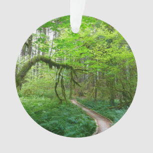 Ancient Groves Trail at Olympic National Park Ornament