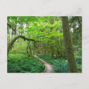 Ancient Groves Trail at Olympic National Park Postcard