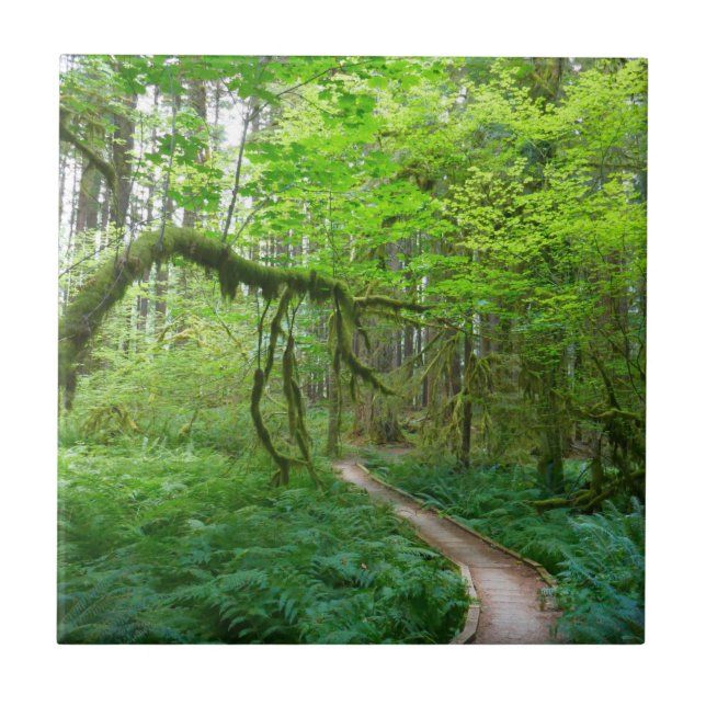 Ancient Groves Trail at Olympic National Park Tile (Front)